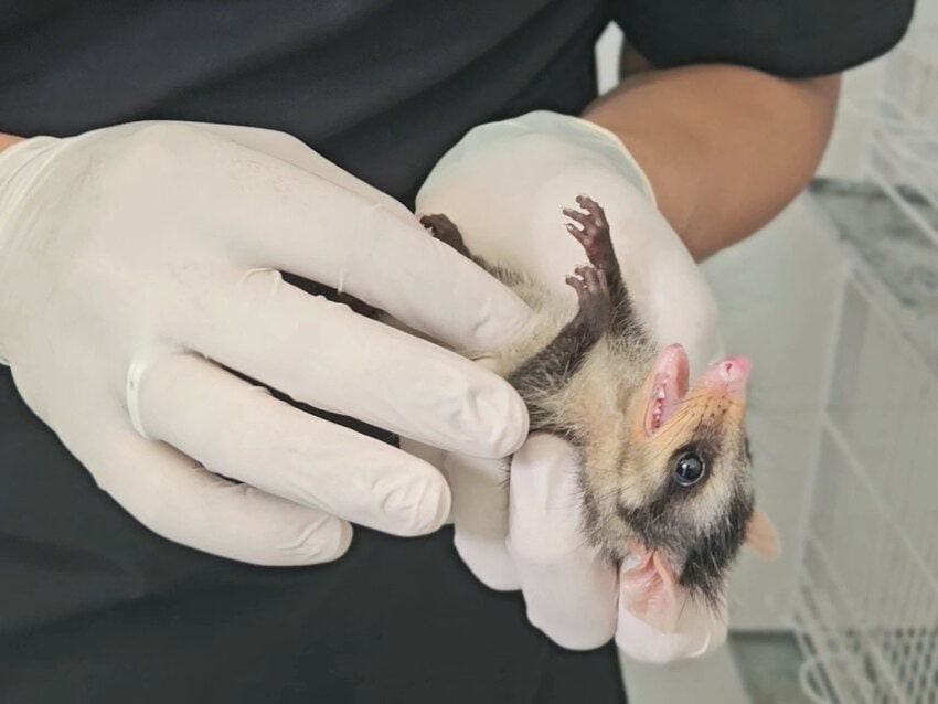 Com foco no bem-estar animal e na preservação da fauna, a equipe realizou resgates, castrações e combate a maus-tratos no primeiro mês do ano Isso é o que irá aparecer como descrição quando este post for mostrado nos resultados da pesquisa.