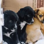 Prefeitura de Ribeirão Pires orienta sobre cuidados com pets e preservação de animais silvestres em dias de chuva