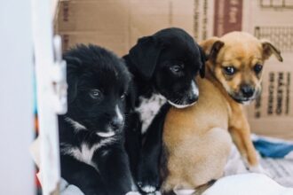Prefeitura de Ribeirão Pires orienta sobre cuidados com pets e preservação de animais silvestres em dias de chuva