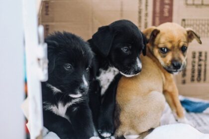 Prefeitura de Ribeirão Pires orienta sobre cuidados com pets e preservação de animais silvestres em dias de chuva