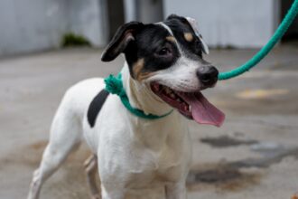 CZ de São Caetano promove Festa de Adoção de Cães e Gatos neste sábado