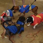 Blocão, o carnaval dos pets, agita o Parque Celso Daniel no sábado