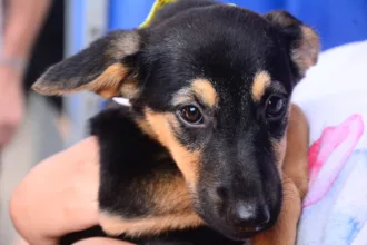 Santo André tem feira de adoção com 202 animais disponíveis neste domingo