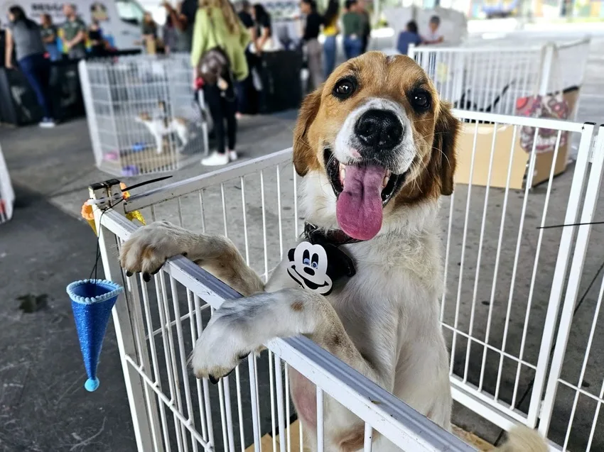 O Tigela Cheia é um projeto que une educação ambiental, combate ao descarte irregular de plástico e apoio aos tutores de pets.