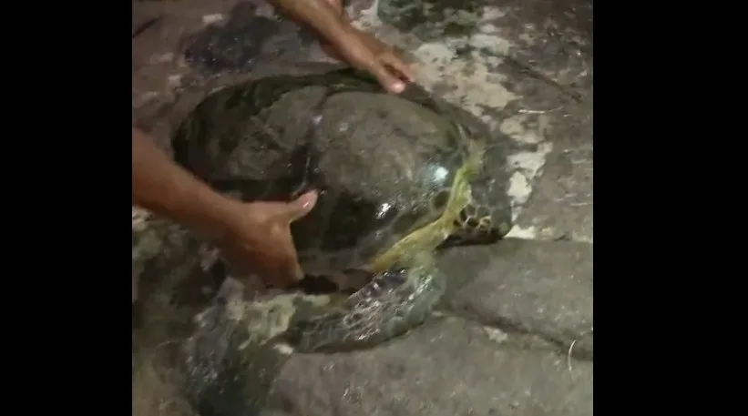 Jovens salvam tartaruga, devolvem no mar e comemoram com entusiasmo