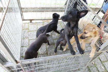Prefeitura de Mauá e Instituto Penta promovem iniciativa para adoção de pets