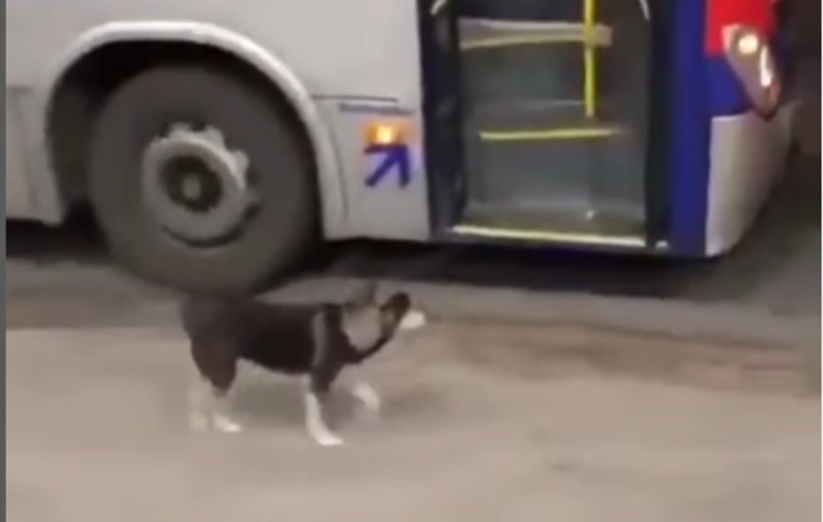 Vídeo de cachorrinha esperando ônibus da EMTU para ganhar biscoito viraliza 