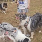 Givan inaugura 42º Pet Parque de Santo André e anuncia Complexo Animal