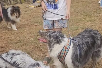 Givan inaugura 42º Pet Parque de Santo André e anuncia Complexo Animal