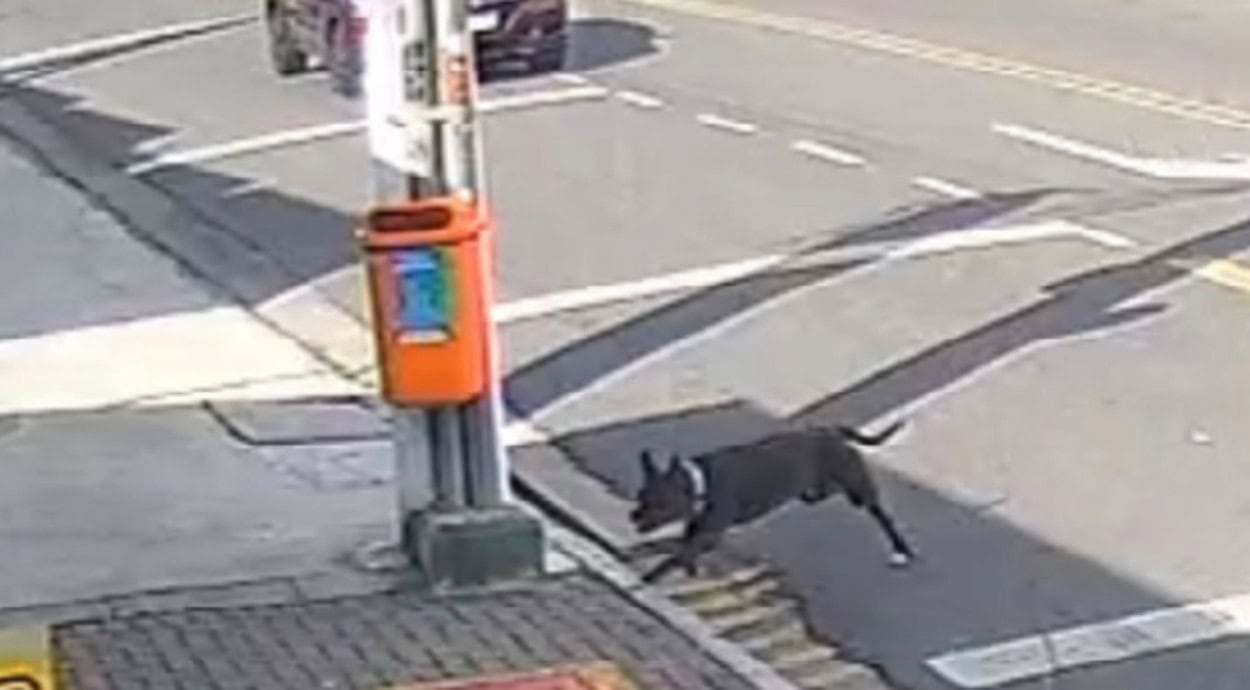 Dona do cão ferido e moradora da Avenida Dom Jaime de Barros Câmara, no bairro Planalto, procura por responsável do animal agressivo