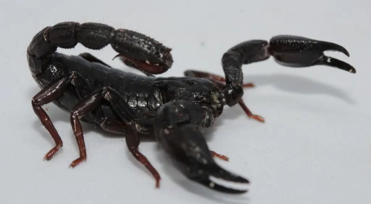 escorpião