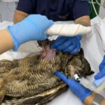 Zoo de São Bernardo recebe coruja resgatada e reforça compromisso com a proteção da fauna silvestre
