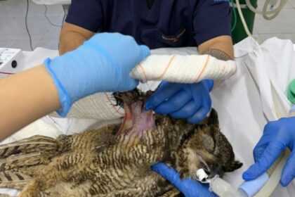 Zoo de São Bernardo recebe coruja resgatada e reforça compromisso com a proteção da fauna silvestre