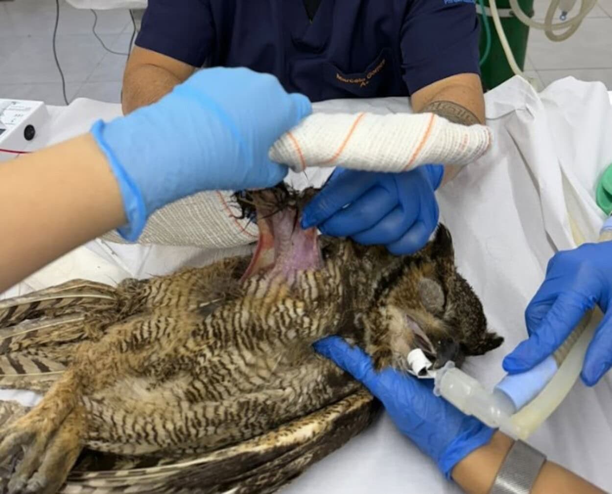 Zoo de São Bernardo recebe coruja resgatada e reforça compromisso com a proteção da fauna silvestre