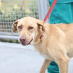 Hospital Veterinário de Santo André realiza Feira de Adoção de Animais neste sábado