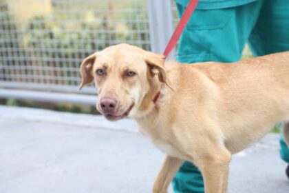 Hospital Veterinário de Santo André realiza Feira de Adoção de Animais neste sábado
