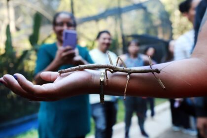 Borboletário de Diadema é boa opção de passeio nas férias escolares