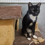 Em parceria com a OAB, Prefeitura de São Bernardo promove feira de adoção de cães e gatos adultos