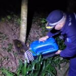 Animal silvestre é devolvido à natureza após ser encontrado por uma moradora em calçada de loja na Vila Assis