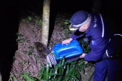 Animal silvestre é devolvido à natureza após ser encontrado por uma moradora em calçada de loja na Vila Assis