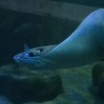 Raia Frank chega ao Tanque Oceânico da Sabina Escola Parque do Conhecimento