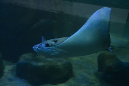Raia Frank chega ao Tanque Oceânico da Sabina Escola Parque do Conhecimento