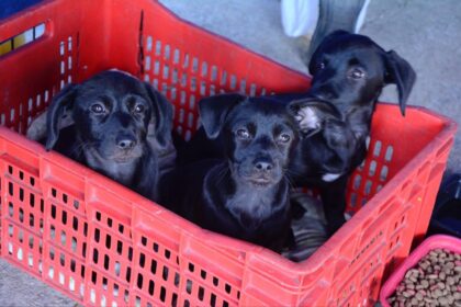 Santo André promove feira de adoção com 117 animais e 23 são adotados
