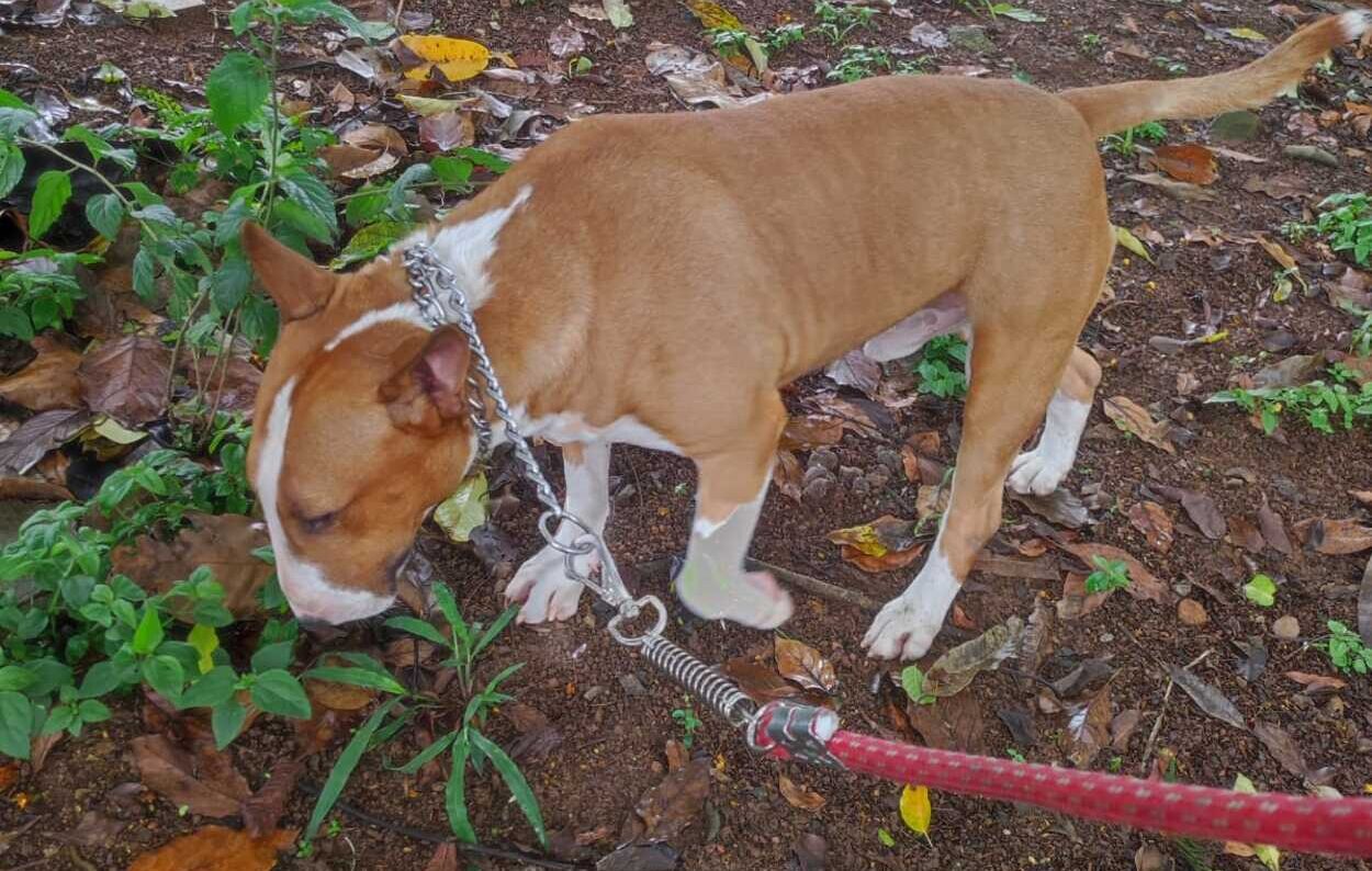 Cão jovem, de aproximadamente 1 ano e bem cuidado, estava com coleira no Jd. Leblon, Ferrazópolis. Morador busca informações sobre o tutor