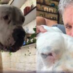 Márcio Garcia lamenta óbito de seu cão Dogo: “Um grande amigo e companheiro”