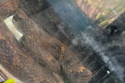 Guarda Ambiental resgata jararaca de 1,60 metro em área urbana de São Bernardo