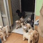 Polícia resgata 59 cães em situação de maus-tratos em Santo André