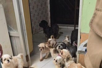 Polícia resgata 59 cães em situação de maus-tratos em Santo André