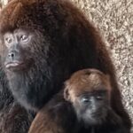 Bugio de espécie ameaçada de extinção nascido no Zoológico de São Bernardo é macho