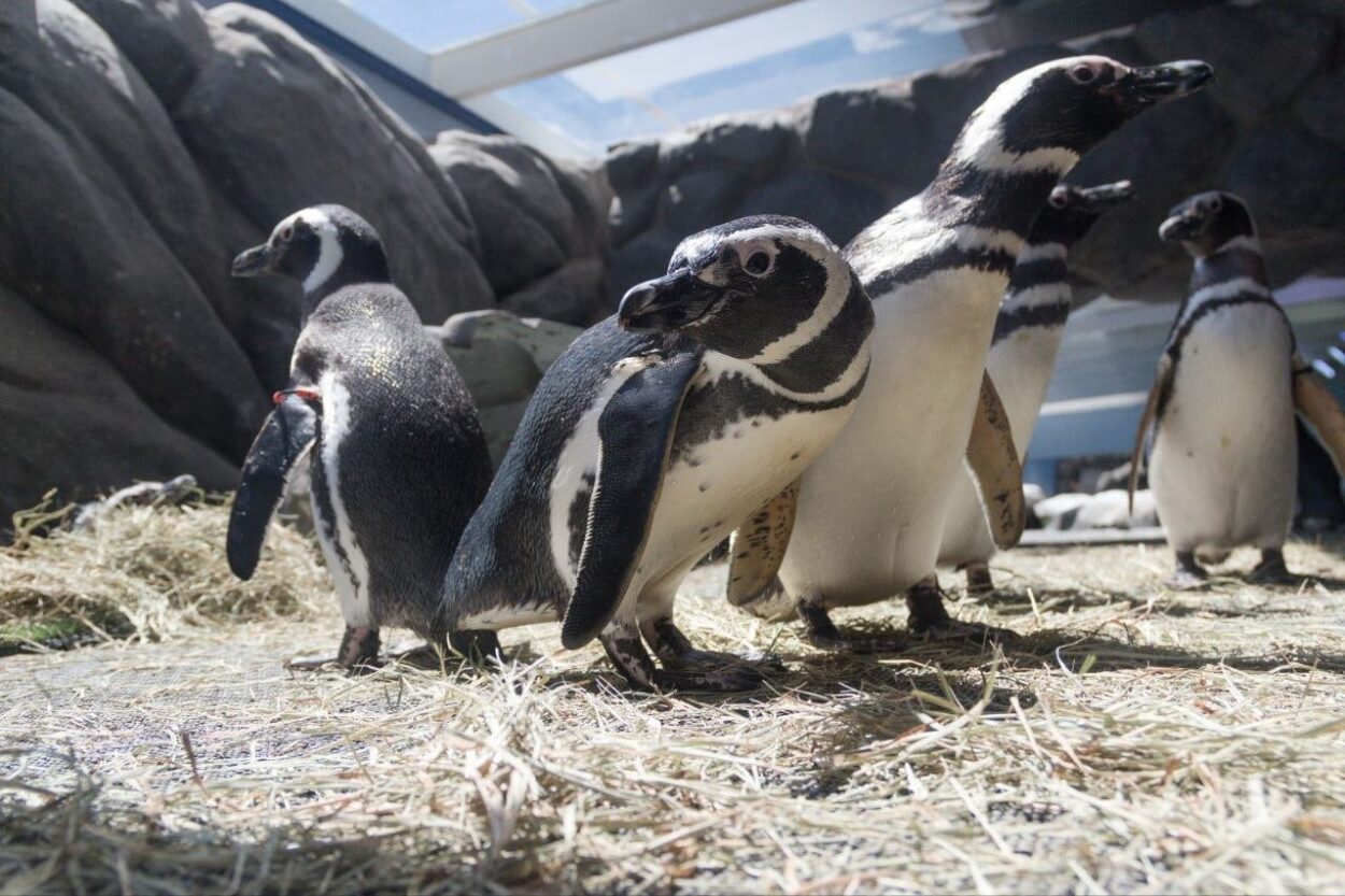 Entre as atividades diárias imperdíveis estão os simpáticos e cativantes pinguins-de-magalhães e os animais do tanque oceânico