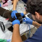 Zoo de São Bernardo inicia o ano com acolhimento de 80 animais