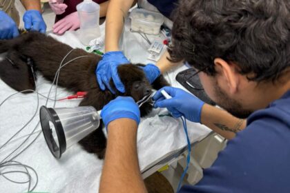 Zoo de São Bernardo inicia o ano com acolhimento de 80 animais