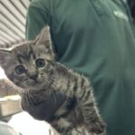 De carona com o perigo: filhotes de gato sobrevivem a viagem dentro de motor de carro em São Bernardo