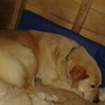 Jovem faz manobras arriscadas e tira a vida de  cachorro atropelado na Vila São Pedro em SBC