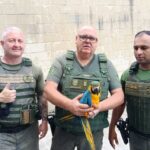 GCM Ambiental de Diadema resgata arara canindé