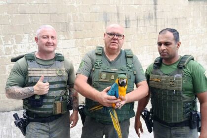 GCM Ambiental de Diadema resgata arara canindé