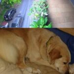Tutor do animal expressou profunda indignação com a soltura do jovem, que já possui histórico problemático; imagens de vídeo que mostram manobras arriscadas foram entregues à polícia