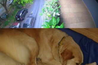 Tutor do animal expressou profunda indignação com a soltura do jovem, que já possui histórico problemático; imagens de vídeo que mostram manobras arriscadas foram entregues à polícia