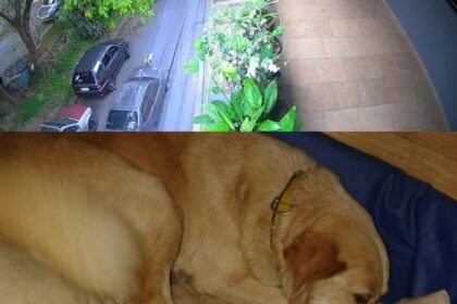 Tutor do animal expressou profunda indignação com a soltura do jovem, que já possui histórico problemático; imagens de vídeo que mostram manobras arriscadas foram entregues à polícia
