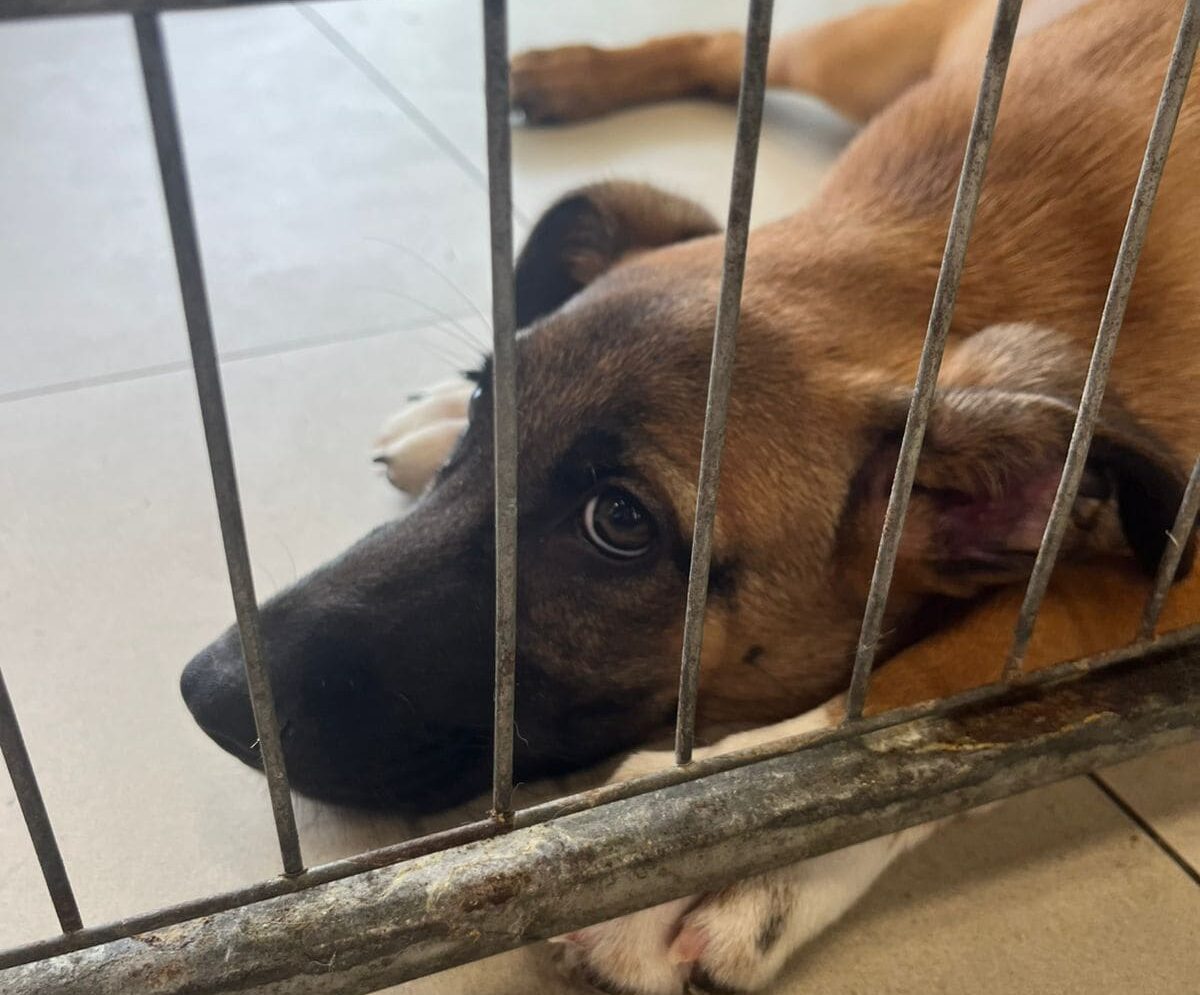 As sete cidades do ABC trabalham com ações de conscientização e acolhimento a cães e gatos vítimas de abandono
