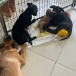 Caso Orelha levanta debate sobre adoção e maus-tratos a animais na Região do ABCD