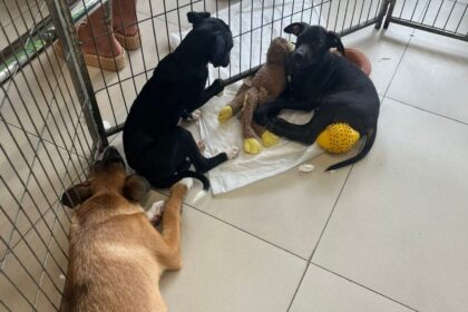 Caso Orelha levanta debate sobre adoção e maus-tratos a animais na Região do ABCD