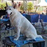 Exposição de Cães de Raça Pura movimenta Ribeirão Pires nos dias 21 e 22 de fevereiro