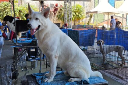 Exposição de Cães de Raça Pura movimenta Ribeirão Pires nos dias 21 e 22 de fevereiro