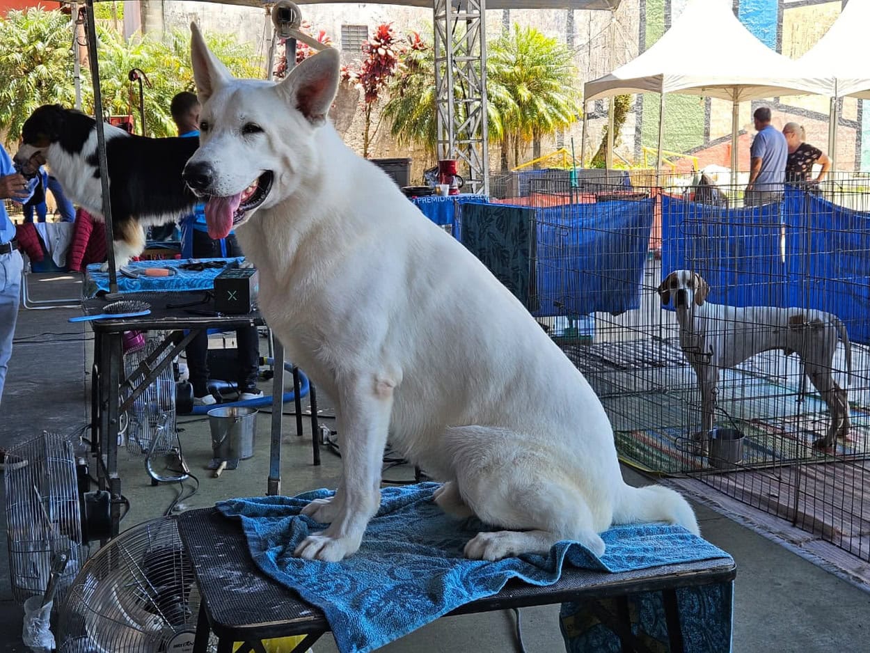 Exposição de Cães de Raça Pura movimenta Ribeirão Pires nos dias 21 e 22 de fevereiro
