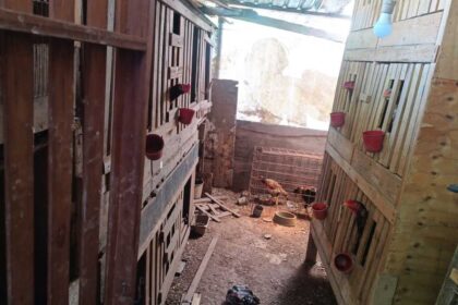 Operação conjunta em Diadema desarticula centro de rinha e resgata 200 galos